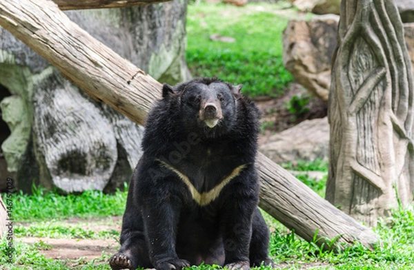 Obraz Asiatic black bear hold branch in mouth