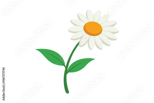 Obraz Daisy flower isolated on white background