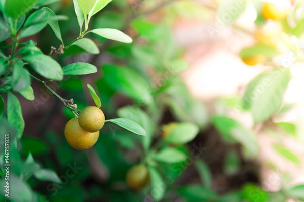 Fototapeta Ripe and ripening orange and yellow tangerines on citrus tree with leaves, with blurred foliafe background