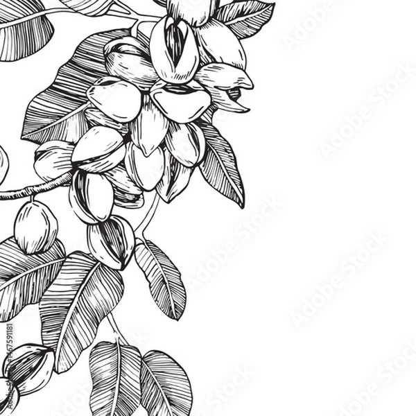 Fototapeta Pistachio branch border with nuts and leaves. Vector black and white illustration hand drawn with ink. Ripe fruits on a branch. Template for label design.