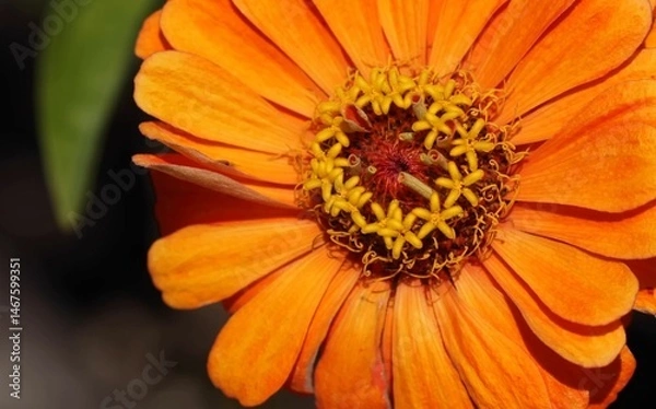 Fototapeta orange flower macro
