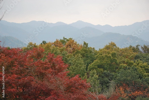 Obraz fall foliage