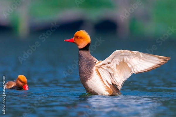Obraz duck on the water