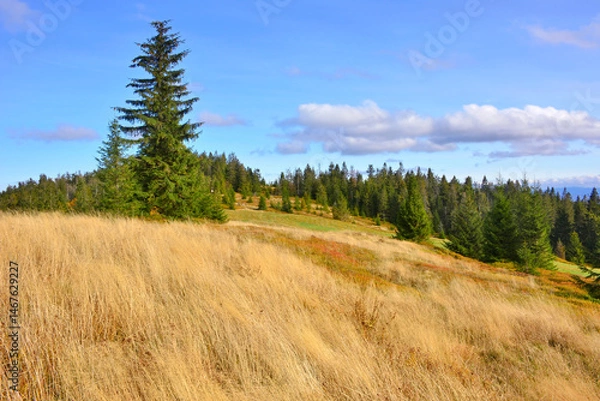 Obraz Autumn hills, tall yellow grass and trees with blue sky and sunlight