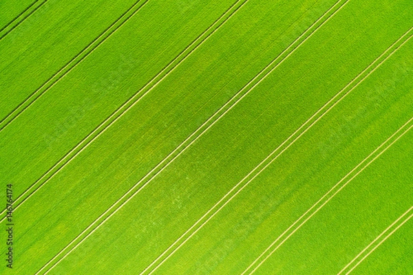 Fototapeta Aerial view of a wheatfield with lanes in spring