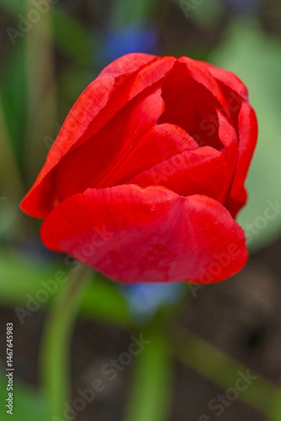 Obraz red tulip in the garden