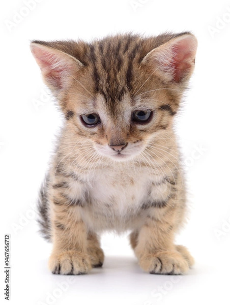 Obraz Kitten on white background.