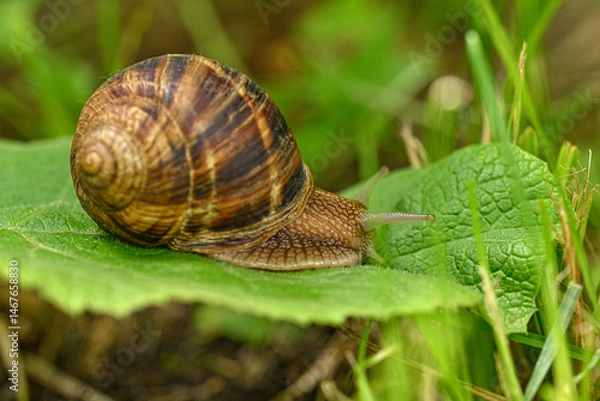 Fototapeta snail on a leaf