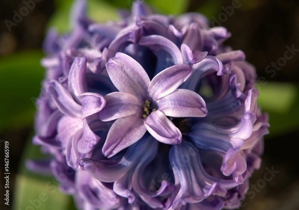 Obraz Kwiat Hiacynta