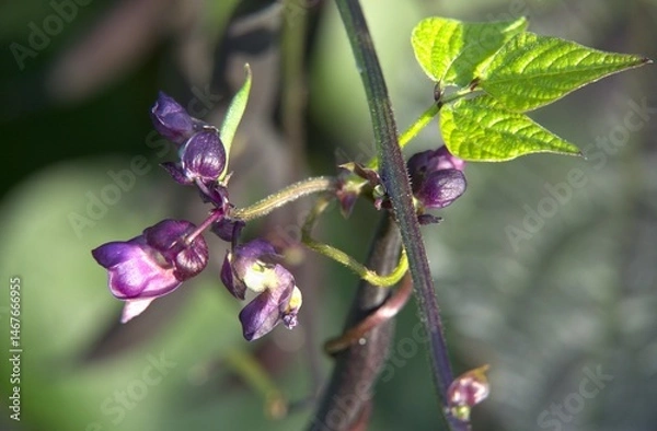Obraz purple green bean flower
