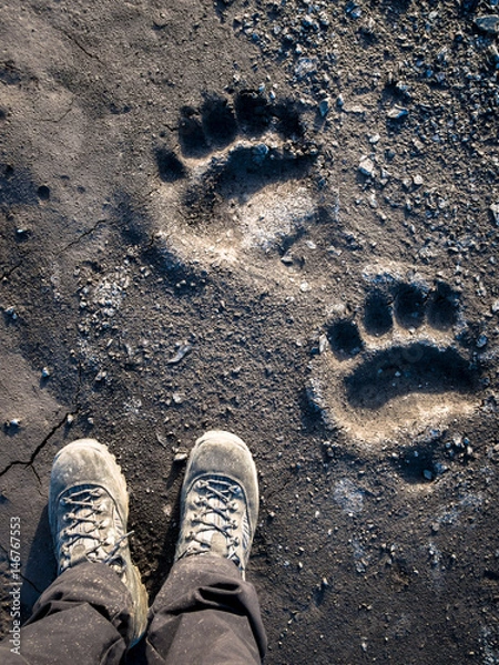 Fototapeta Polar bear footprint comparison in the mud, Svalbard Islands