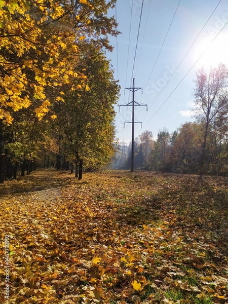 Fototapeta Autumn park path covered in fallen leaves, trees with yellow foliage, power lines in the background