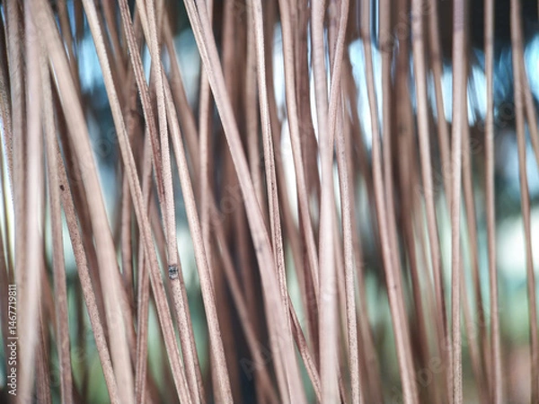 Obraz Close-up of bundled, dry, light brown plant stems or reeds, with a blurred background showing hints of blue and green
