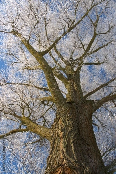 Obraz frosty old willow,