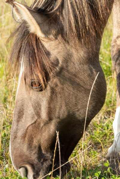 Obraz Close-up of the head of a grazing Lusitano horse.