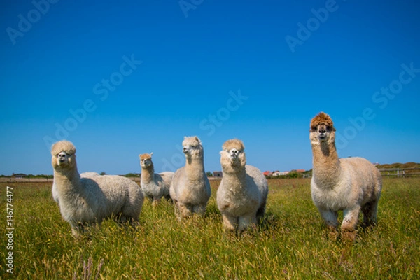 Obraz Alpaca