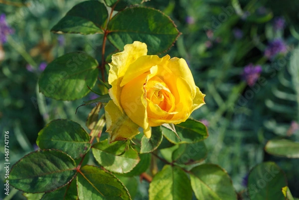 Obraz Beautiful bright yellow rose with green leaves in sunshine on blurred green background. Selective focus. Lyric motif for design.