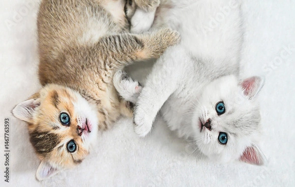 Fototapeta Two cute kittens lie on soft white blanket playful interaction capturing pure joy perfect for family ads or pet brands Fluffy kittens stretch and roll in cozy space content or pet care campaigns