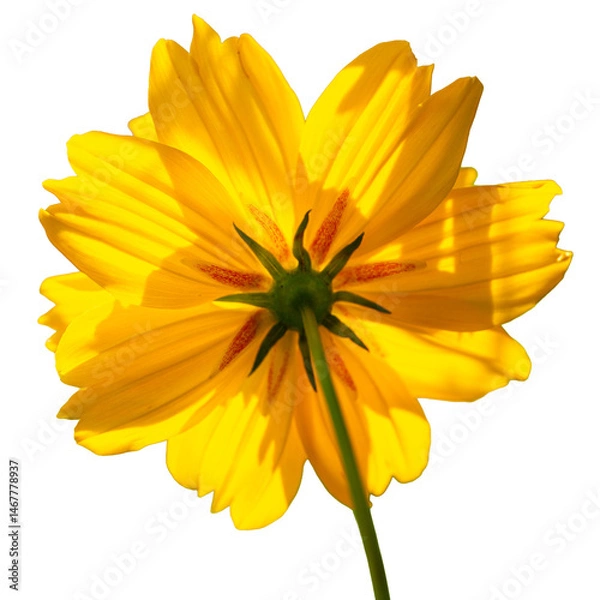 Fototapeta Yellow cosmos flower isolated on white background . Top view.