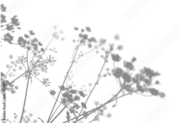 Fototapeta The shadow of an anise bush on a white wall. A black and white image to overlay on a photo or mockup