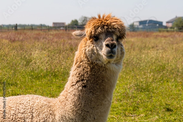 Obraz Alpaca