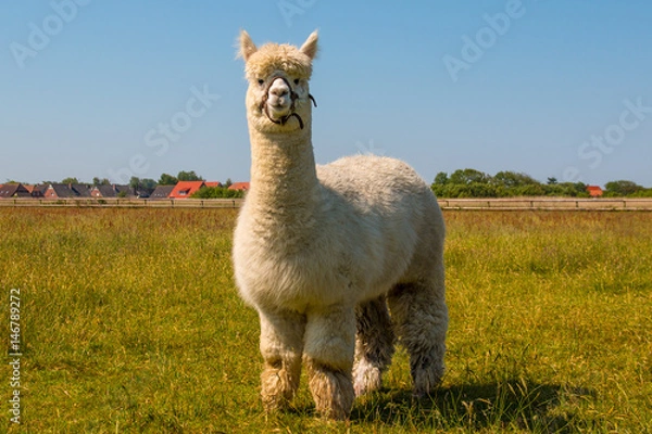 Obraz Alpaca