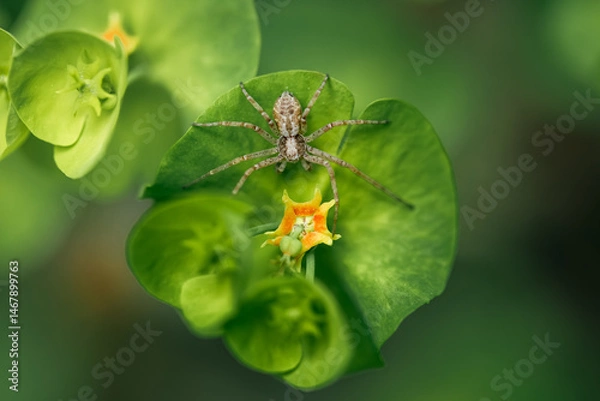 Obraz Philodromidae Spider on Green Leaf with Yellow Flower, Macro Wildlife Photography