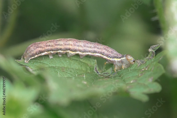 Obraz Moth caterpillar pest on green leaf, macro close-up insect in garden