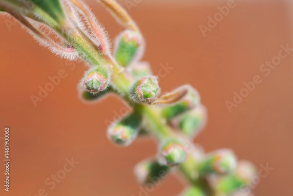 Obraz Macro of fuzzy plant buds on orange background