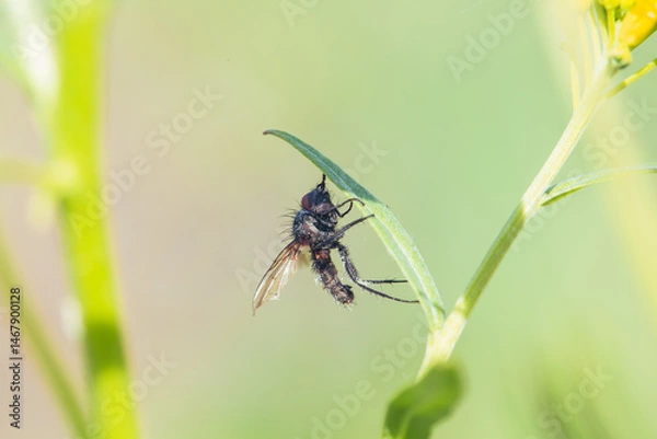 Obraz Injured black fly hanging on a green leaf, macro photography of wild insect