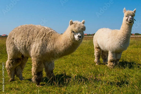 Obraz Alpaca