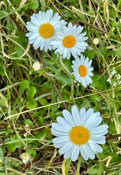 Obraz daisy in the grass