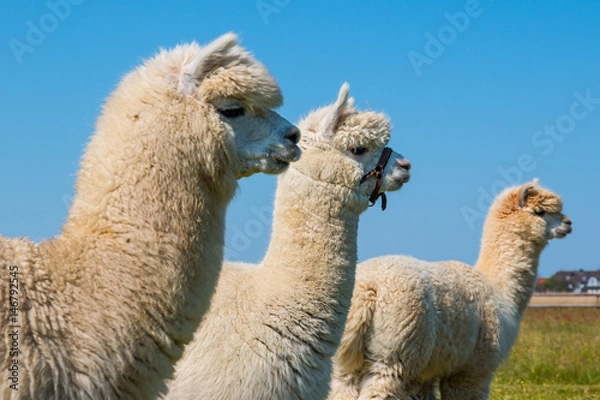 Obraz Alpaca