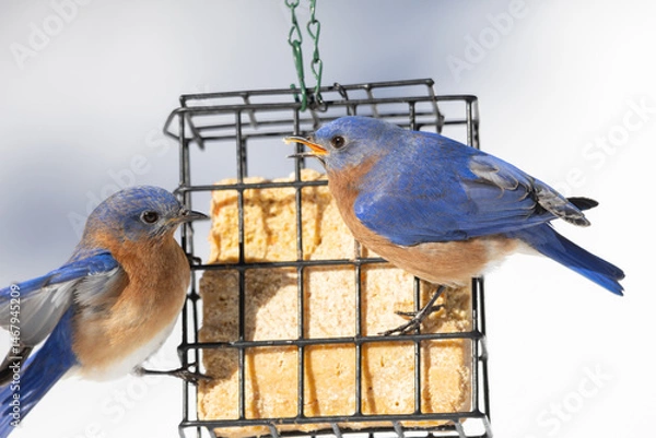 Obraz Eastern Bluebirds eating suet