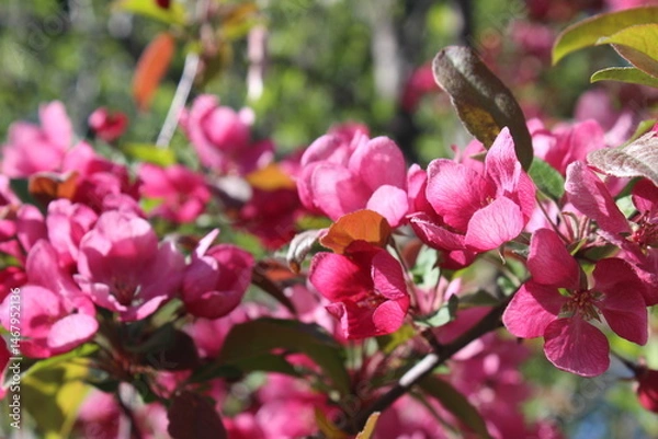 Obraz pink blossoms springtime 
