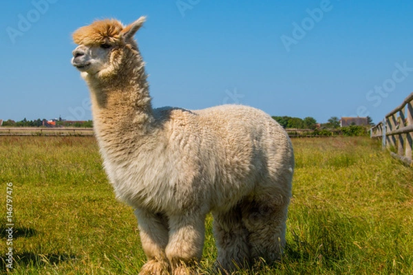 Obraz Alpaca