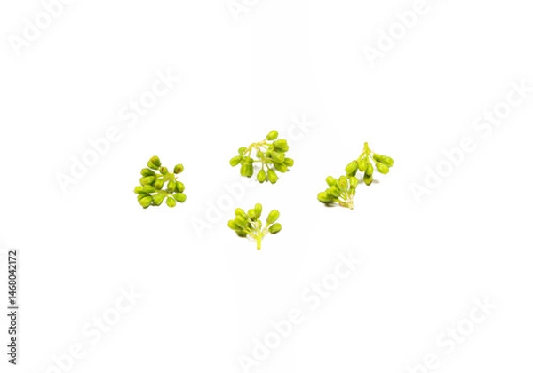 Obraz Green grapes on the vine, Unripe bunch on a white background
