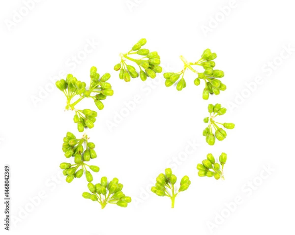 Obraz Green grapes on the vine, Unripe bunch on a white background