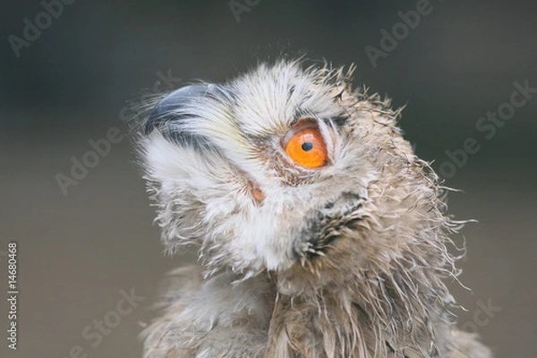 Obraz Baby Schneeeule