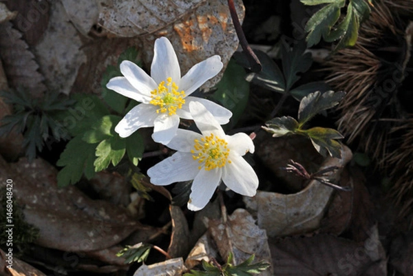 Fototapeta corolle bianche nell'ombra (Anemone nemorosa)
