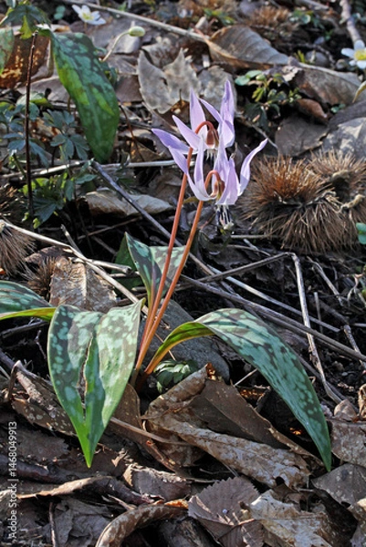 Fototapeta foglie maculate e delicate corolle di dente di cane (Erythronium dens-canis)