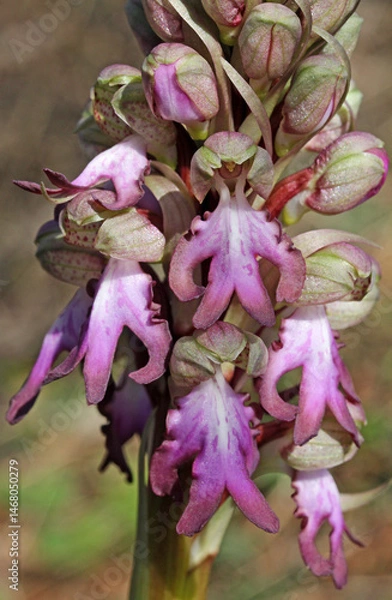 Fototapeta gli elaborati fiori di una vistosa orchidea primaverile (Barlia robertiana)