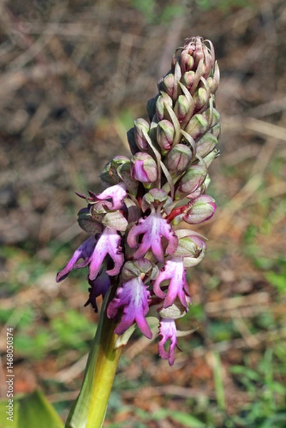 Fototapeta fiori e boccioli di una vistosa orchidea primaverile (Barlia robertiana)