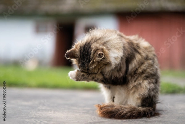 Fototapeta a beautiful fluffy cat washes itself in the yard