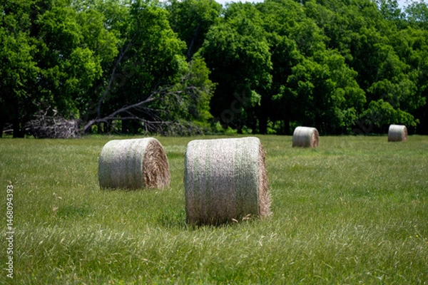 Fototapeta A farm pasture filled with round bales of hay on a sunny morning with trees on the distant horizon and white, fluffy clouds drifting through the blue sky.