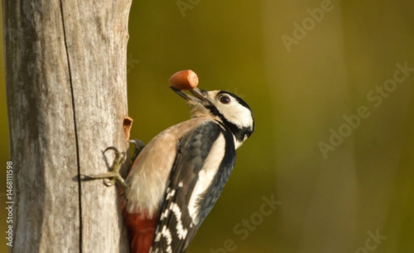 Fototapeta Great spotted woodpecker with hazelnut in its beak perched on a tree trunk
