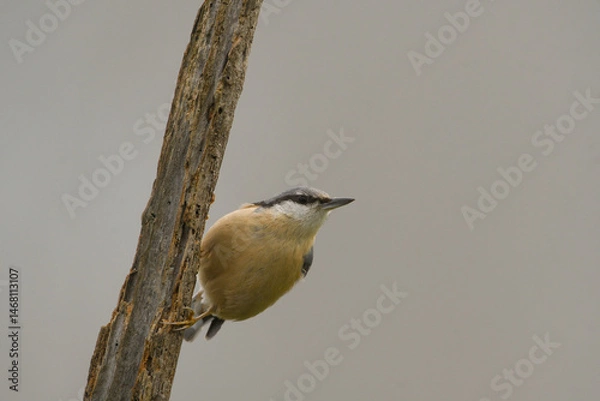 Fototapeta Close-up of a blue nuthatch in the mist of dawn