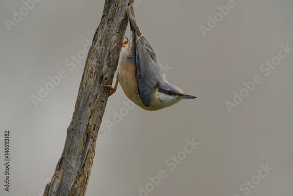 Fototapeta Close-up of a blue nuthatch in the mist of dawn