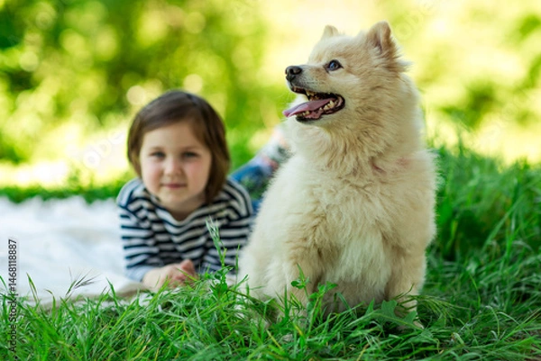 Fototapeta Beautiful girl with a Pomeranian dog