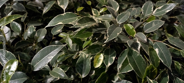Fototapeta Close-up of Ficus benjamina leaves with white variegated edges. Decorative indoor plant foliage with glossy green leaves and natural patterns, ideal for botanical and home decor themes.

